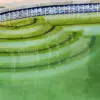 green pool algae