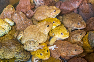 Get Rid of Frogs from Pool Naturally