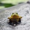 How To Get Rid of Frogs In Pool Naturally