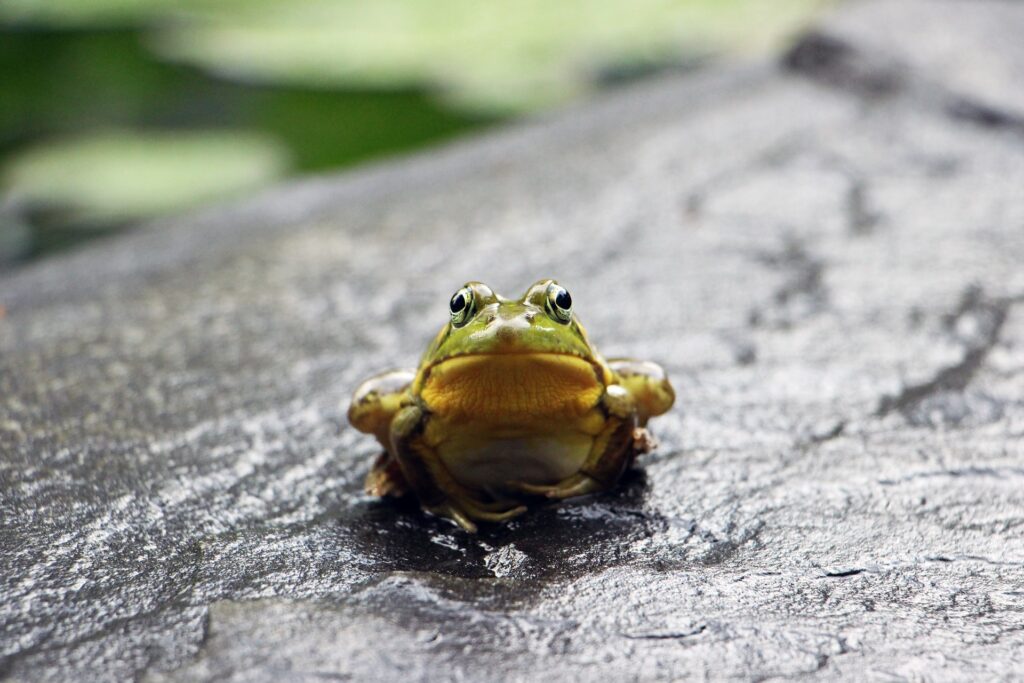 How To Keep Frogs Out Of Pools Naturally Pool Owners Academy