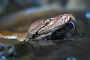 Remove Snakes From Pool