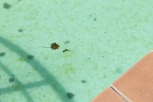 why are there black spots on the floor & walls of my pool