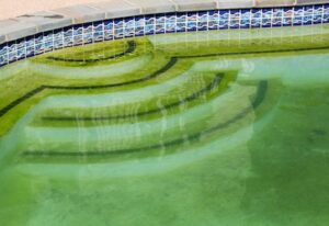 difference between pollen and algae in pool