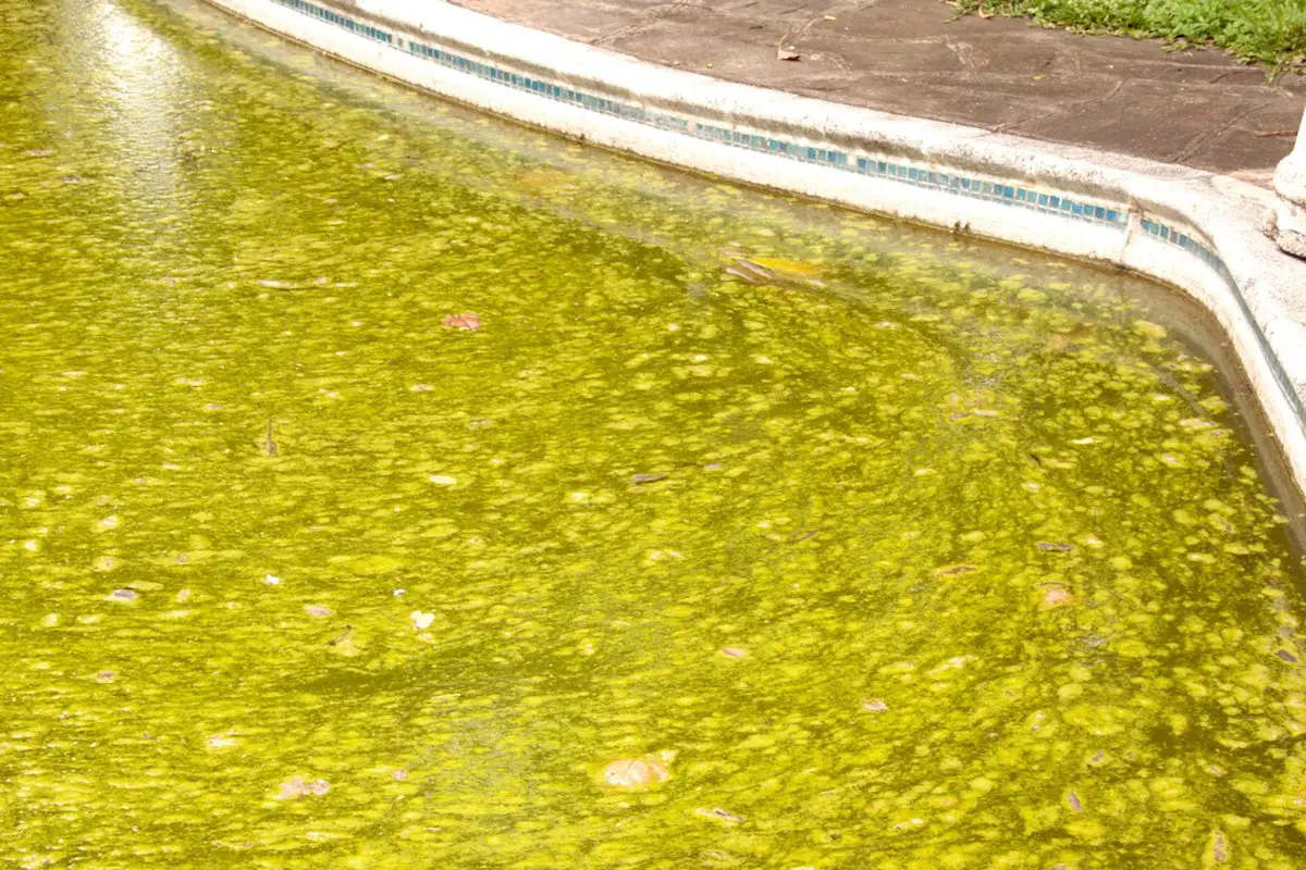 difference between pollen and algae in pool