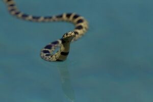 snake in swimming pool