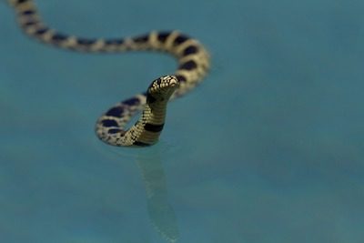 Snake Pool How to Keep Snakes Out of Swimming Pools - Pool Owners Academy